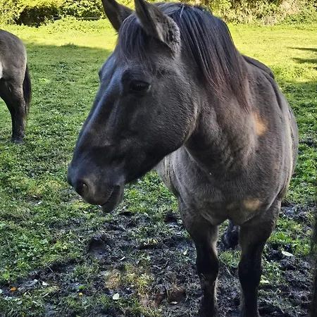 Villa-audemer - Romance Proche Honfleur