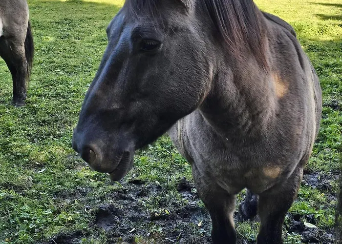 Villa-audemer - Romance Proche Honfleur